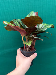 Calathea ‘Fasciata’ NEW