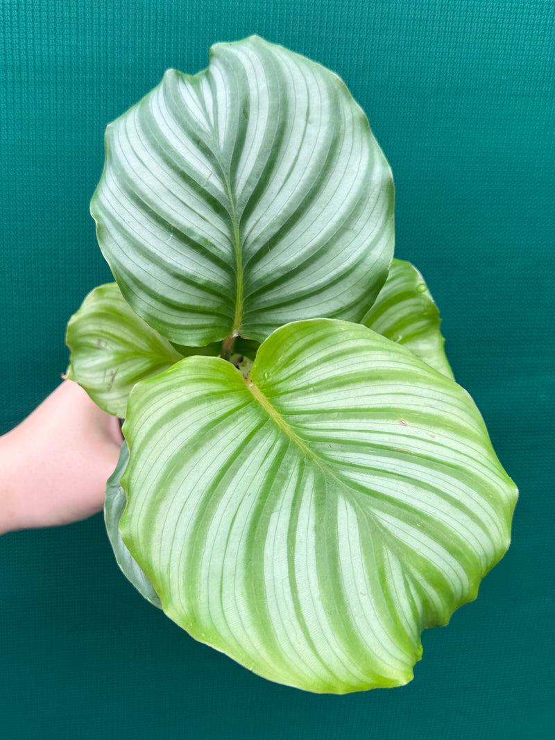 Calathea ‘Orbifolia’