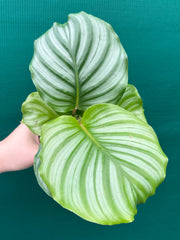 Calathea ‘Orbifolia’