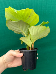 Calathea ‘Orbifolia’
