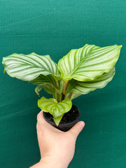 Calathea ‘Orbifolia’