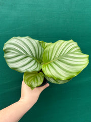 Calathea ‘Orbifolia’