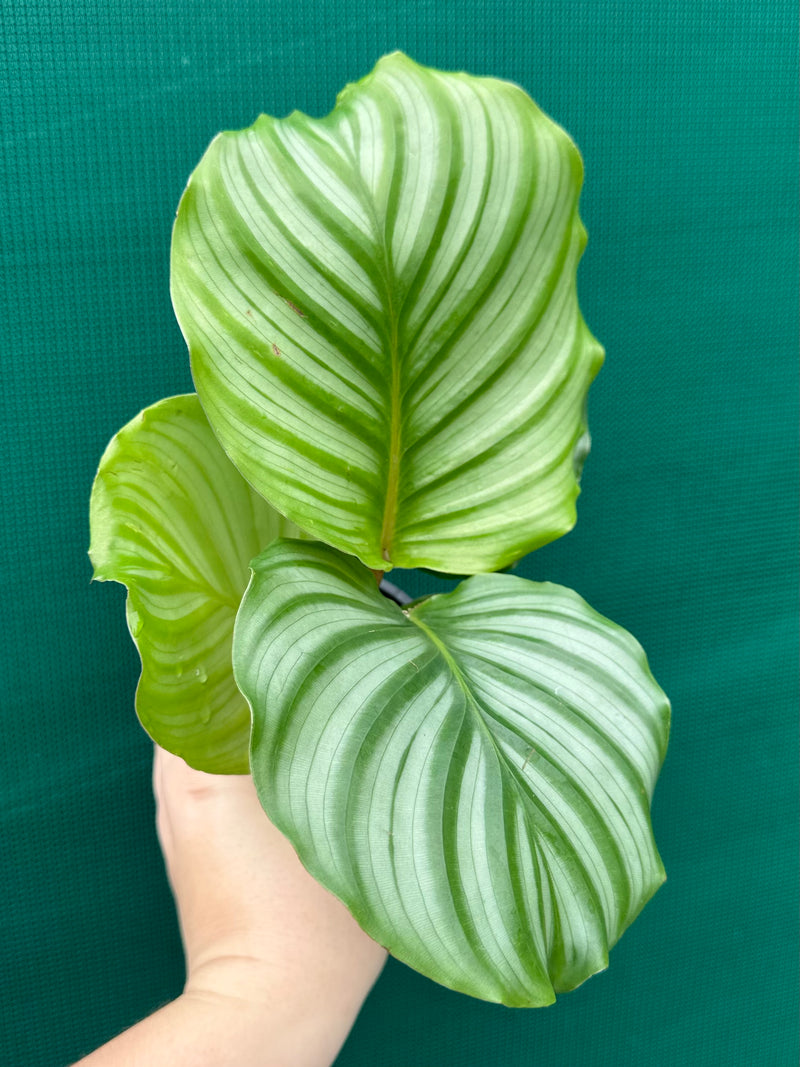 Calathea ‘Orbifolia’