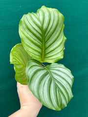Calathea ‘Orbifolia’