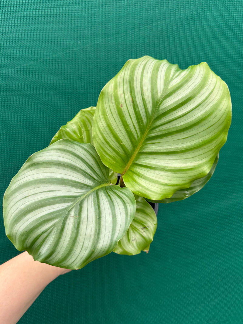 Calathea ‘Orbifolia’