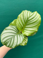 Calathea ‘Orbifolia’