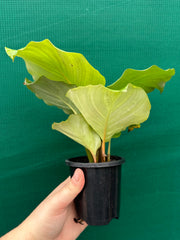 Calathea ‘Orbifolia’