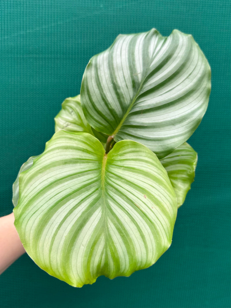 Calathea ‘Orbifolia’