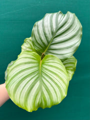 Calathea ‘Orbifolia’