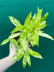 Dracaena surculosa ‘Golden Milky’