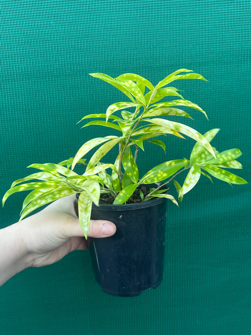 Dracaena surculosa ‘Golden Milky’