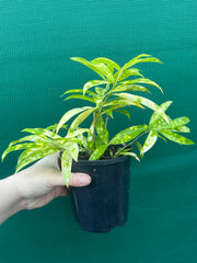 Dracaena surculosa ‘Golden Milky’