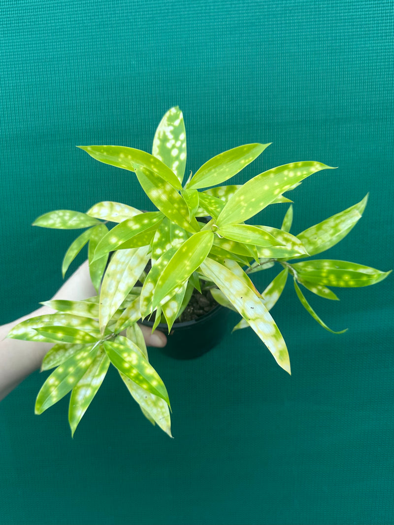 Dracaena surculosa ‘Golden Milky’