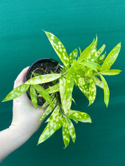 Dracaena surculosa ‘Golden Milky’