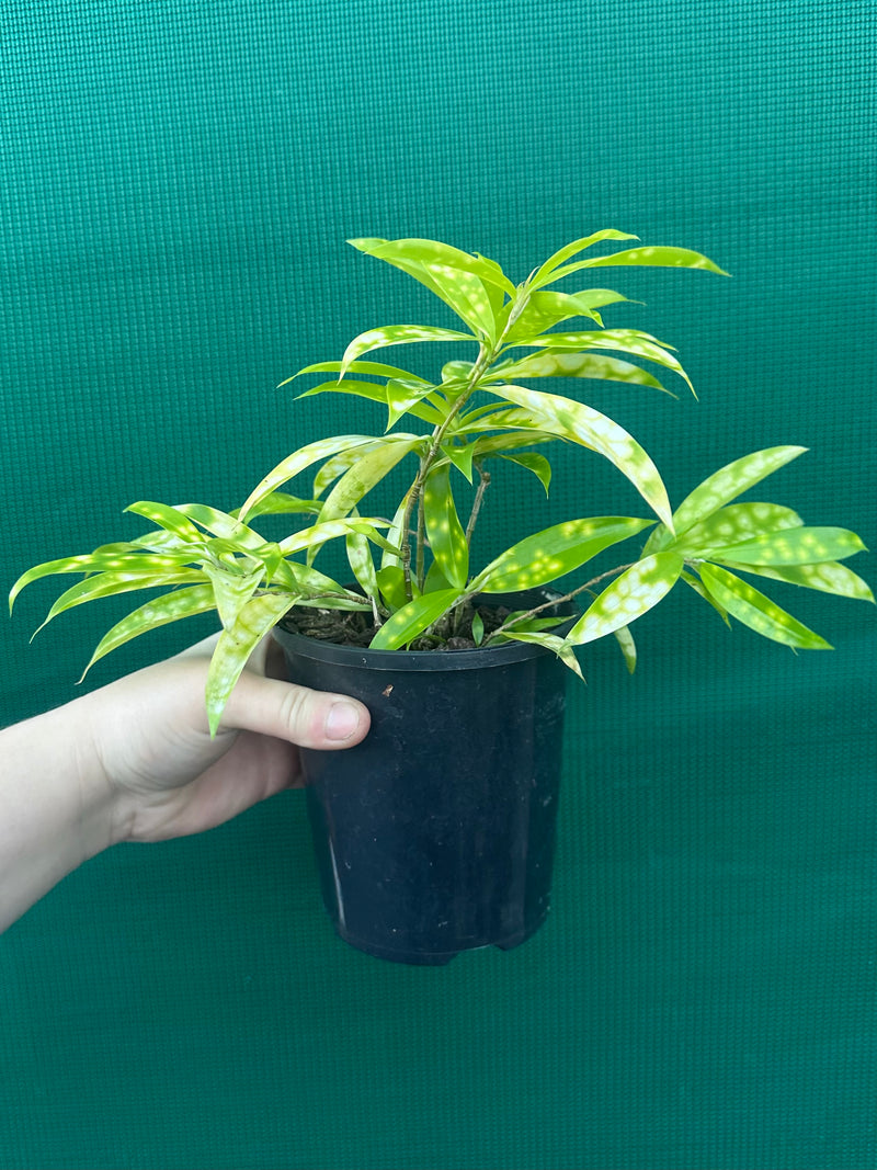Dracaena surculosa ‘Golden Milky’