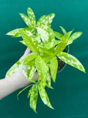Dracaena surculosa ‘Golden Milky’