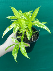 Dracaena surculosa ‘Golden Milky’