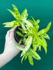 Dracaena surculosa ‘Golden Milky’