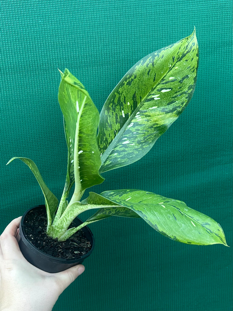 Dieffenbachia ‘Maculata’ NEW
