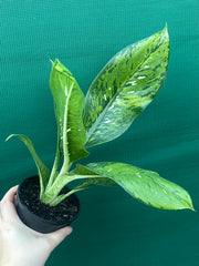 Dieffenbachia ‘Maculata’ NEW