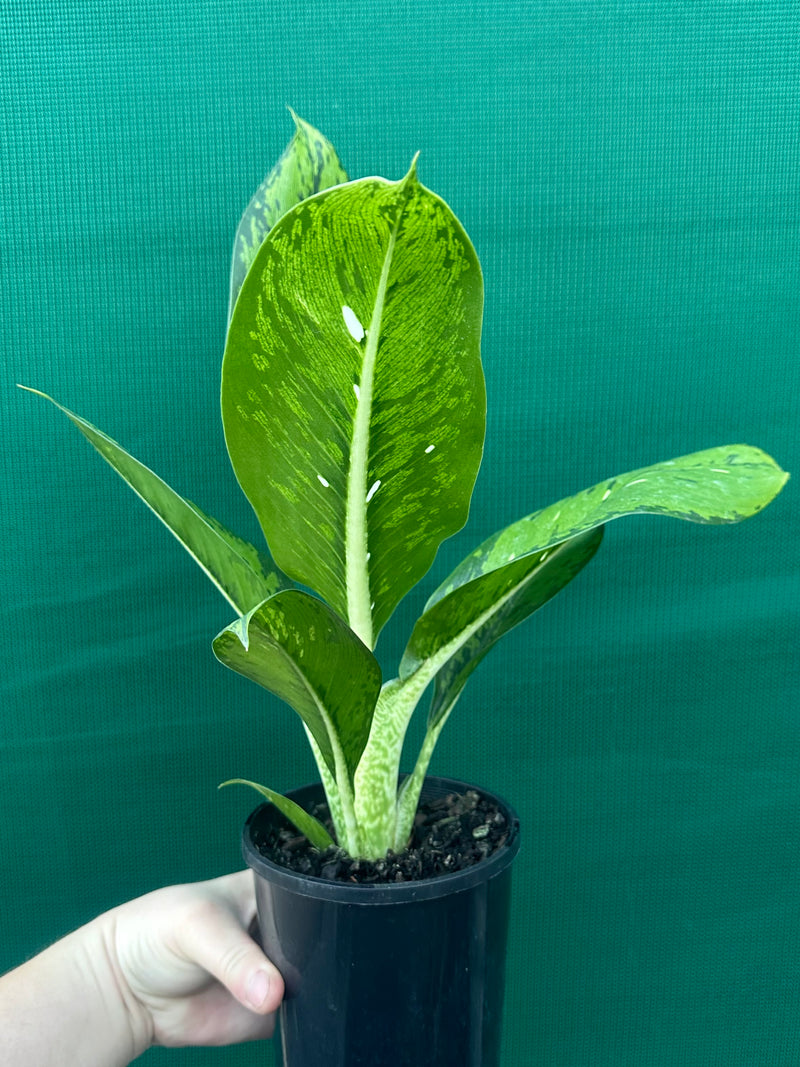 Dieffenbachia ‘Maculata’ NEW