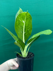 Dieffenbachia ‘Maculata’ NEW
