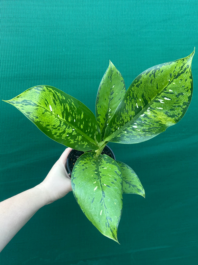 Dieffenbachia ‘Maculata’ NEW
