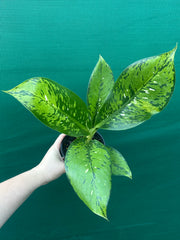 Dieffenbachia ‘Maculata’ NEW