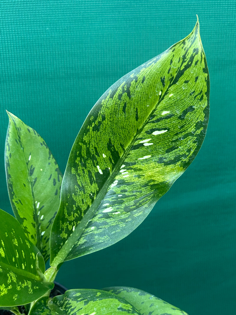 Dieffenbachia ‘Maculata’ NEW