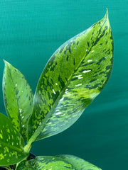 Dieffenbachia ‘Maculata’ NEW