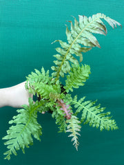 Biechnum Fern unknown NEW