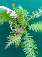 Biechnum Fern unknown NEW