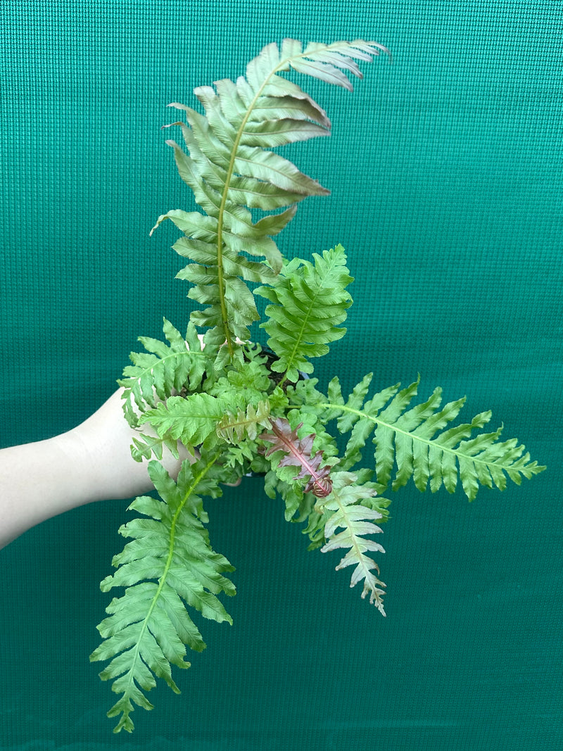 Biechnum Fern unknown NEW