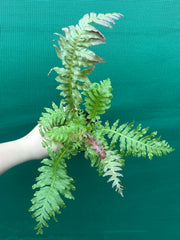 Biechnum Fern unknown NEW