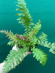 Biechnum Fern unknown NEW