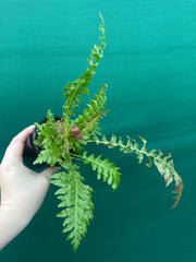 Biechnum Fern unknown NEW