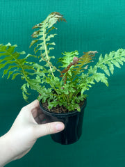 Biechnum Fern unknown NEW