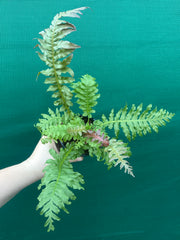 Biechnum Fern unknown NEW