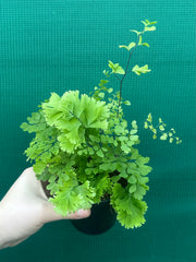 Adiantum unknown NEW
