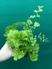 Adiantum unknown NEW