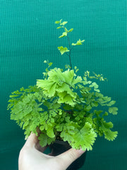 Adiantum unknown NEW