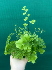 Adiantum unknown NEW