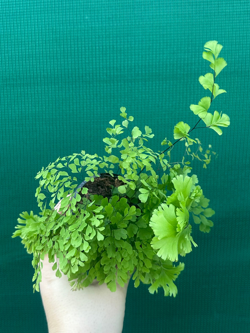 Adiantum unknown NEW
