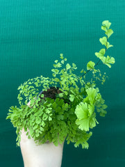 Adiantum unknown NEW