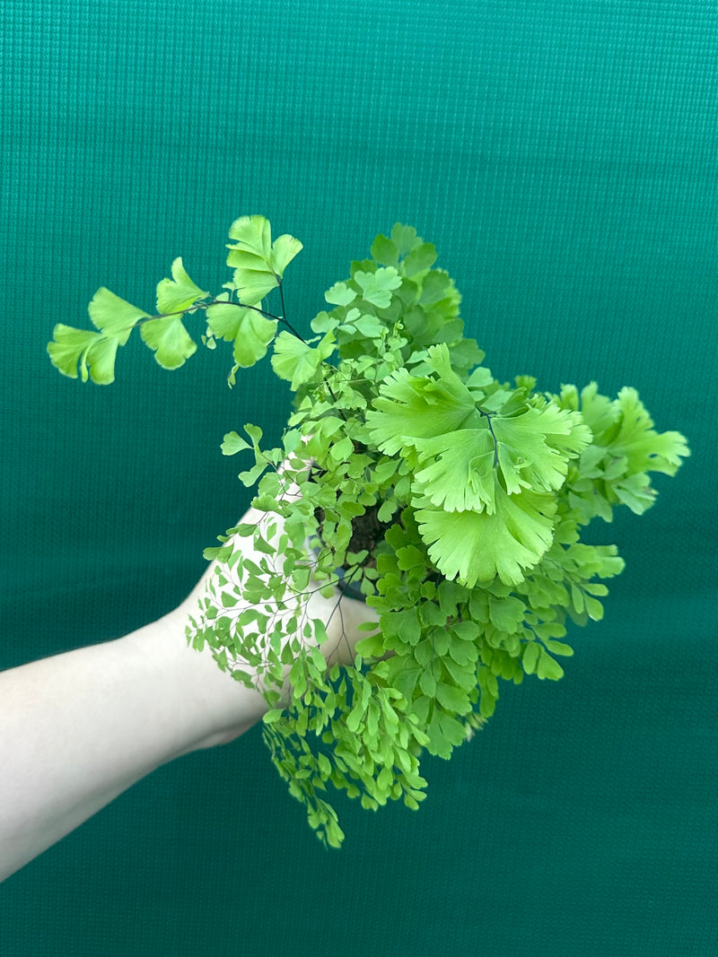 Adiantum unknown NEW