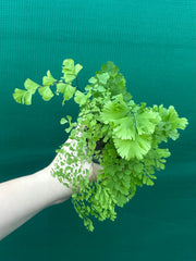 Adiantum unknown NEW