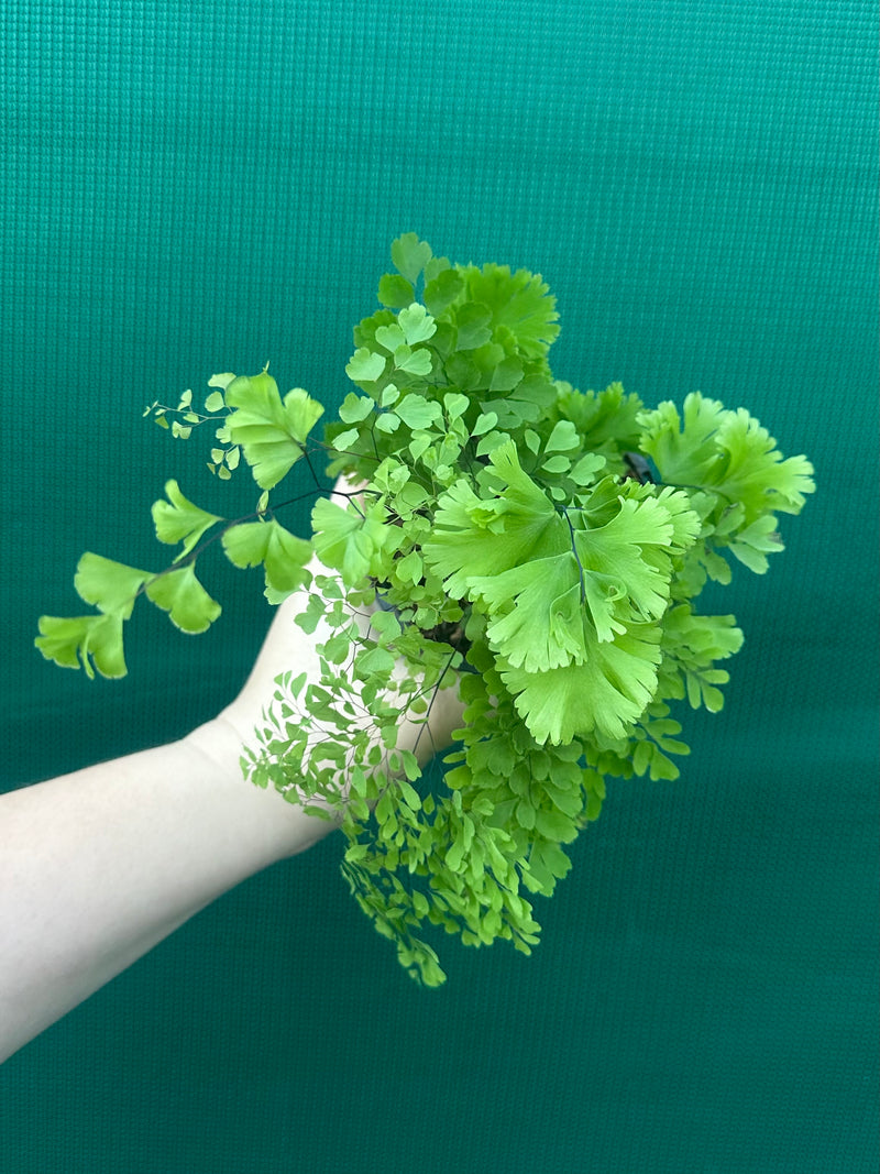 Adiantum unknown NEW
