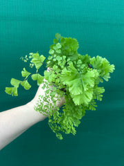 Adiantum unknown NEW