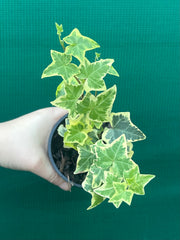 Hedera Ivy ‘Cascade Gold’
