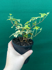 Hedera Ivy ‘Cascade Gold’